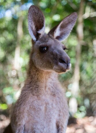 Por que vivir en Australia